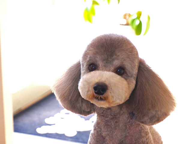 ローズスパコース