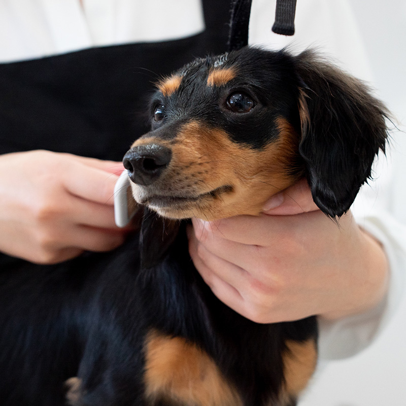 シャンプー・カット