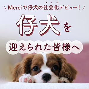 島根県浜田市のドッグサロン メルシー　仔犬を迎えられた皆様へ